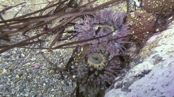 Actinia de anémona marina en un suelo de piedra . — Vídeo de stock