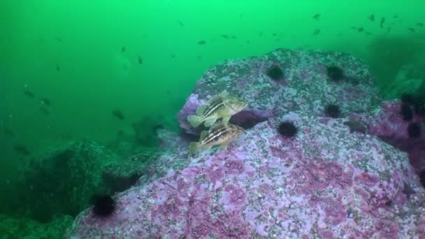 Poissons et oursins parmi les rochers des fonds marins . — Video