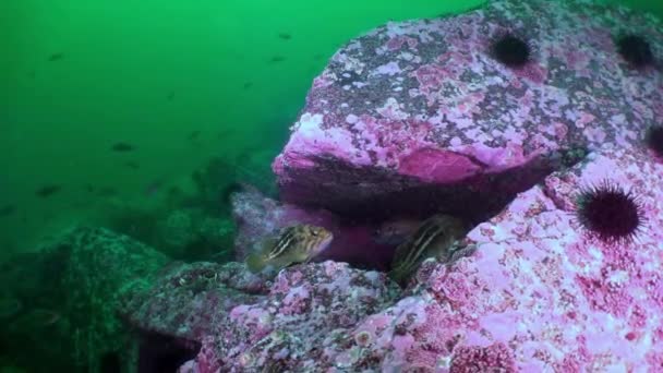 Ryby a mořské ježky mezi skalami na mořském dně. — Stock video