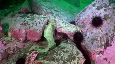 Balık ve deniz kestanesi deniz dibinin buzlu arasında.