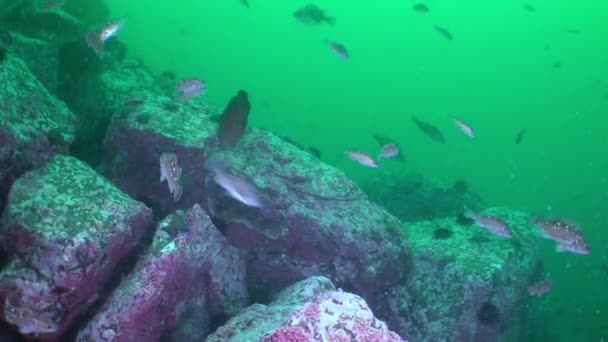 Vis en zee-egels tussen de rotsen op de zeebodem. — Stockvideo