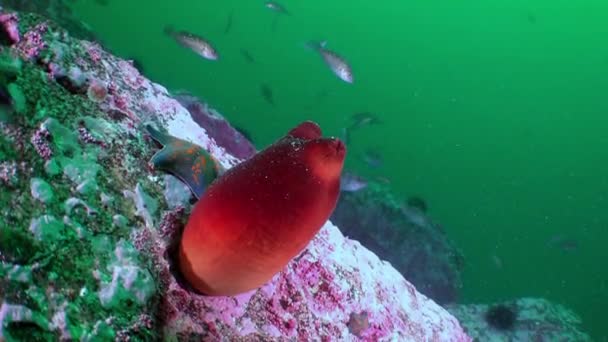 Sol marin rouge sablonneux avec éponges colorées Mer du Japon . — Video