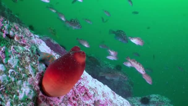 Fundo marinho vermelho arenoso com esponjas coloridas Mar do Japão . — Vídeo de Stock