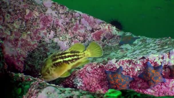 Peces y erizos de mar entre las rocas en el fondo del mar . — Vídeo de stock