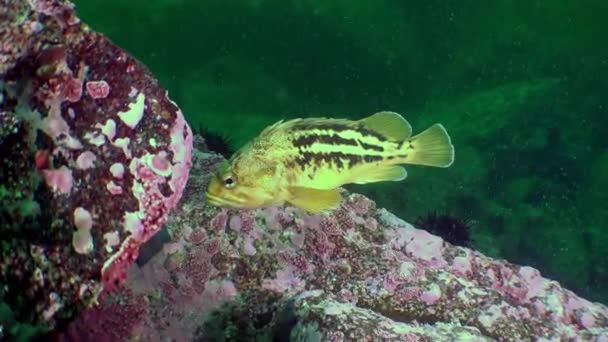 Poissons et oursins parmi les rochers des fonds marins . — Video