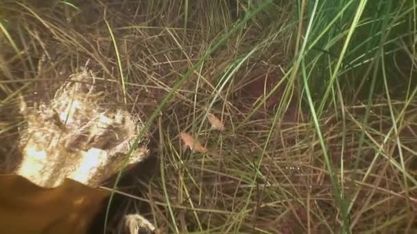 En liten fisk bland det gröna gräset på havsbotten. — Stockvideo