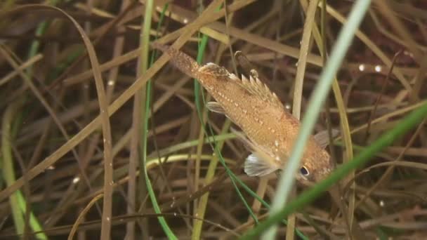 Маленькая рыбка среди зеленой травы на морском дне . — стоковое видео
