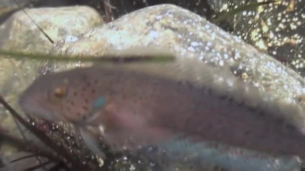 Un pequeño pez entre las rocas en el fondo del mar . — Vídeo de stock