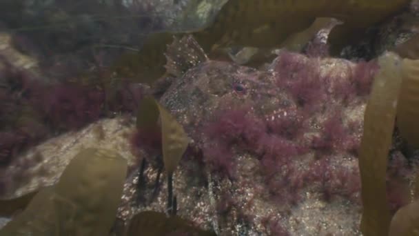 Un pequeño pez entre las rocas en el fondo del mar . — Vídeos de Stock