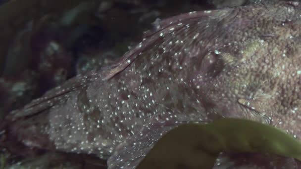 Un petit poisson parmi les rochers du fond marin . — Video