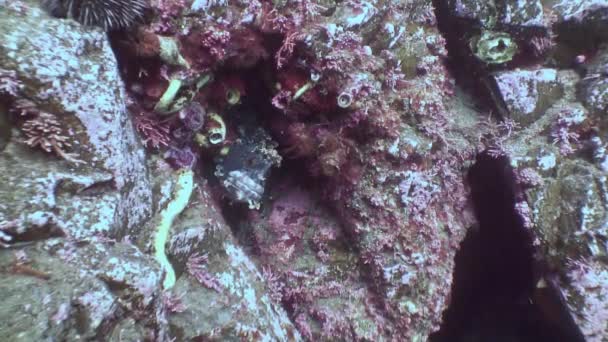 Perro de pescado escondido en las rocas del fondo marino . — Vídeos de Stock