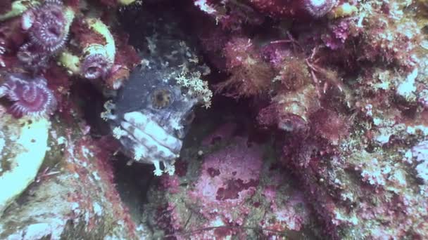 Perro de pescado escondido en las rocas del fondo marino . — Vídeos de Stock