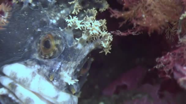 Cão de peixe escondido nas rochas no fundo do mar . — Vídeo de Stock