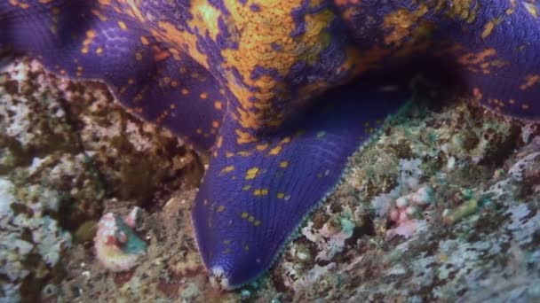 Bintang laut memangsa pada bagian bawah berpasir pada kerang . — Stok Video