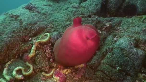 Sandy Red Seabed With Colorful Sponges Japan Sea. — Stock Video