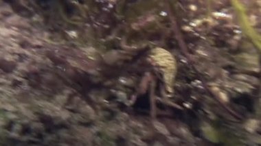 Kanser pavurya kayalık deniz yatağı üzerinde tarama.