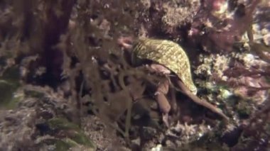 Kanser pavurya kayalık deniz yatağı üzerinde tarama.