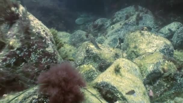 Vis en zee-egels tussen de rotsen op de zeebodem. — Stockvideo