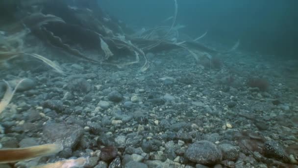 Thickets of brown grass, seaweed on the sea floor. — Stock Video