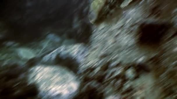 Vis en zee-egels tussen de rotsen op de zeebodem. — Stockvideo