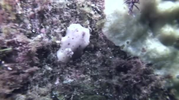 Nudibranch měkkýšů pravda mořského šneka na mořském dně. — Stock video