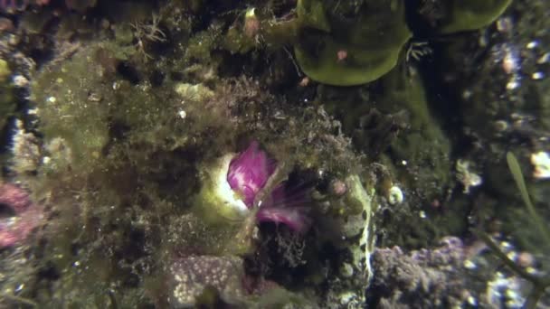 Sea Life dammvippa mask på havsbotten. — Stockvideo