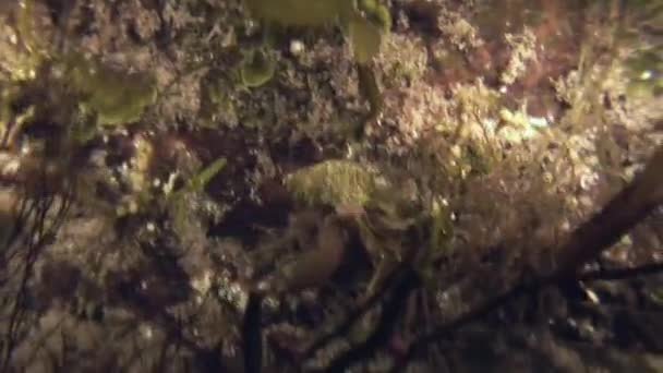 Cancer hermit crab crawling on the rocky seabed. — Stock Video