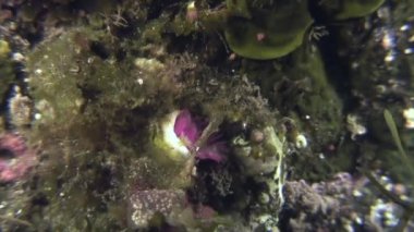 Deniz hayat tüy silgi solucan deniz yatağı üzerinde.