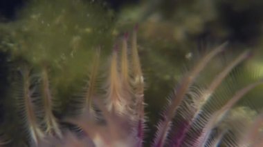 Deniz hayat tüy silgi solucan deniz yatağı üzerinde.