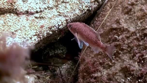 Fische und Seeigel zwischen den Felsen auf dem Meeresboden. — Stockvideo