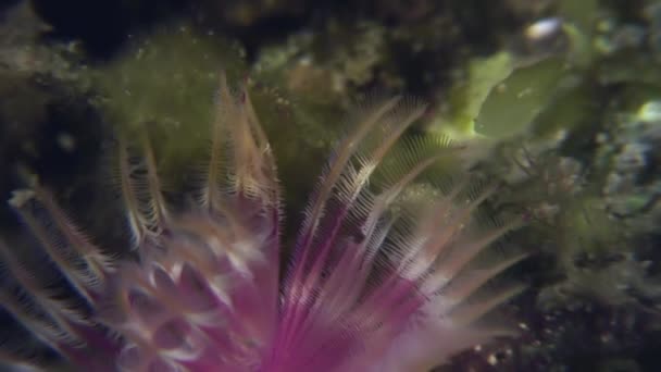 Gusano de plumas de vida marina en el fondo del mar . — Vídeo de stock