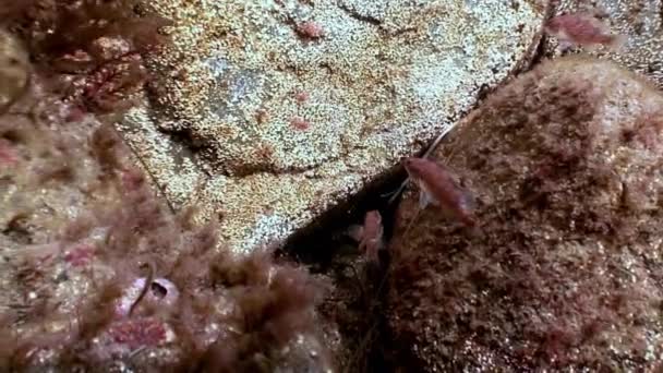 Vis en zee-egels tussen de rotsen op de zeebodem. — Stockvideo