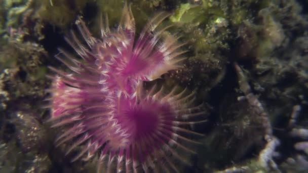 Sea Life Feather Duster Worm on  seabed. — Stock Video