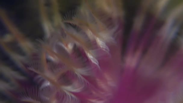해저에 바다 생활 깃털 살포 기 벌레. — 비디오