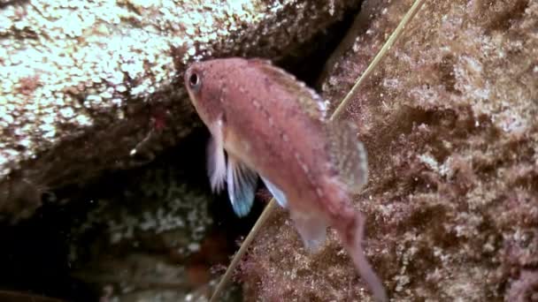 Peces y erizos de mar entre las rocas en el fondo del mar . — Vídeo de stock