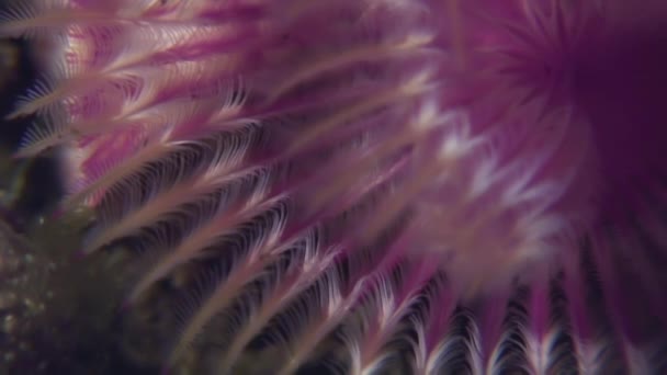 Pena de vida marinha Duster Worm no fundo do mar . — Vídeo de Stock