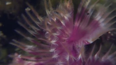 Deniz hayat tüy silgi solucan deniz yatağı üzerinde.