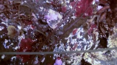 Kanser pavurya kayalık deniz yatağı üzerinde tarama.