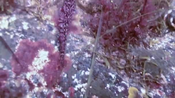 Caranguejo eremita do câncer rastejando no fundo do mar rochoso . — Vídeo de Stock