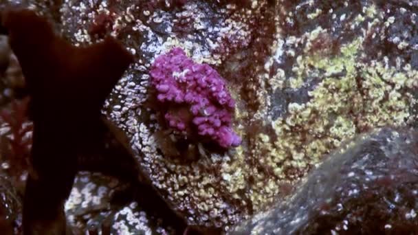 Caranguejo eremita do câncer rastejando no fundo do mar rochoso . — Vídeo de Stock
