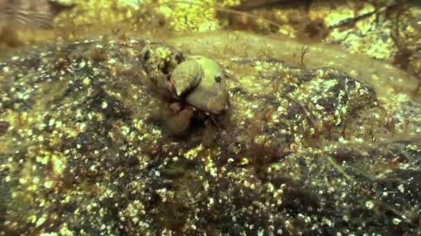 Cancer hermit crab crawling on the rocky seabed. — Stock Video