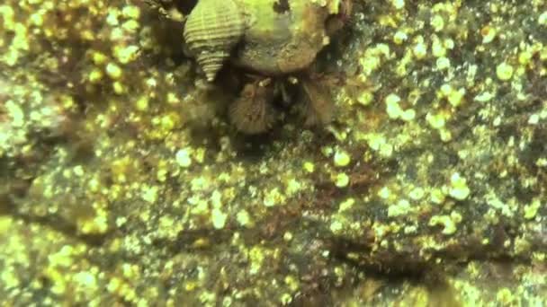 がんヤドカリ岩の海底の上でクロール. — ストック動画