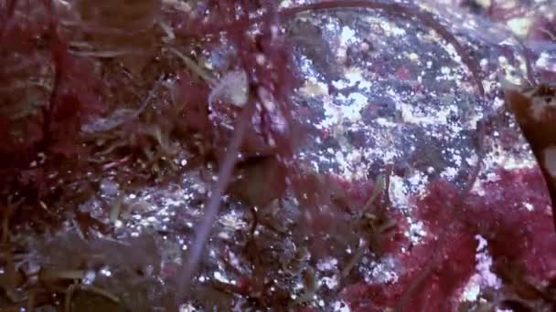 Cancer ermite crabe rampant sur le fond rocheux .