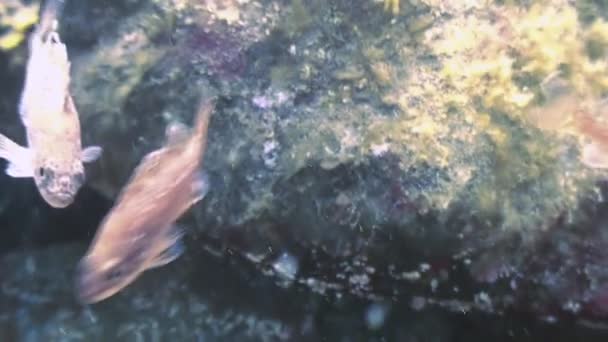 Peces y erizos de mar entre las rocas en el fondo del mar . — Vídeo de stock