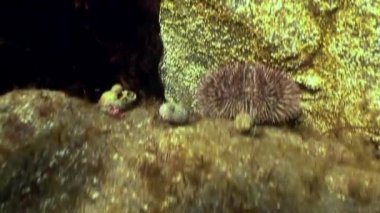 Kanser pavurya kayalık deniz yatağı üzerinde tarama.