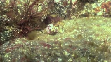 Kanser pavurya kayalık deniz yatağı üzerinde tarama.