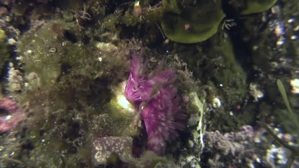 Gusano de plumas de vida marina en el fondo del mar . — Vídeos de Stock