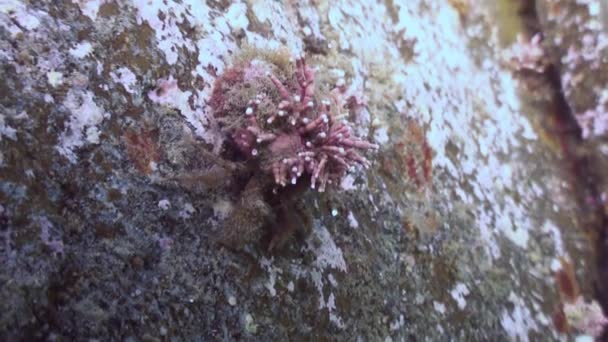 Cancer hermit crab crawling on the rocky seabed. — Stock Video