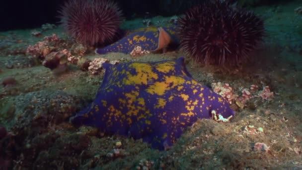 Starfish prooi op een zanderige bodem op de schelpen. — Stockvideo