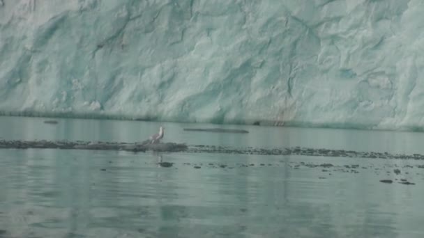 Sea mountains and large icebergs reflecting water. — Stock Video